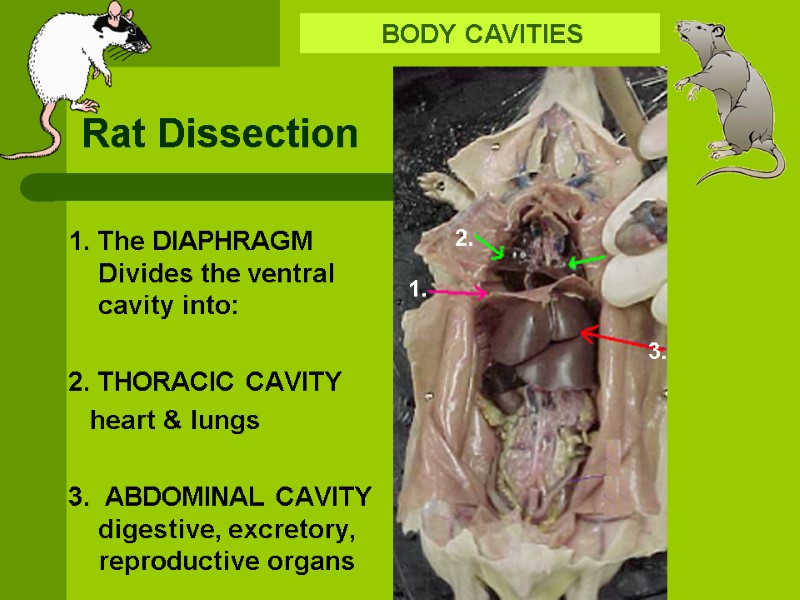 Rat Dissection  BODY CAVITIES 1. 2. 3. 1. The DIAPHRAGM Divides the ventral